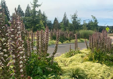 Duvall Streetscape: Native Plants Adapted to PNW Climate