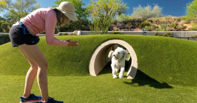 What can you do with half of an underused parking lot? Transform it into a thoughtfully designed, desert-inspired dog haven that’s all about play, shade, and sustainability.

Covering over 17,000 square feet, the Desert Mountain Cochise Geronimo Bark Park features two separate areas for large and small dogs, each packed with shade structures, splash zones, agility course elements, and water stations. The entire park is covered with antimicrobial, infill-free synthetic turf, chosen for its superior drainage and low-maintenance benefits. The sustainable design saves an estimated 717,750 gallons of water each year, a win for both the park and the Desert Mountain community.

And we didn’t stop there. We salvaged 17 native trees and cacti from the original site and replanted them throughout the park to boost shade and blend seamlessly with the Sonoran Desert landscape. 

So grab your leash and check out the great outdoors at the Cochise Geronimo Bark Park, where every dog can be a happy dog!🐾🌵

Click the link in our bio to learn more about this sustainable design.